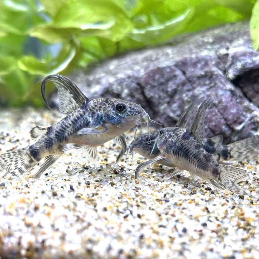 熱帯魚）コリドラス・ハイフィンパレアタス（1匹） 北海道・九州航空