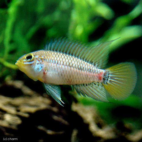 （熱帯魚）アピストグラマ・エウノータス（１ペア）　北海道・九州航空便要保温 | 