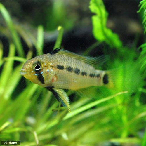 （熱帯魚）アピストグラマ・エウノータス（１ペア）　北海道・九州航空便要保温 |  | 01