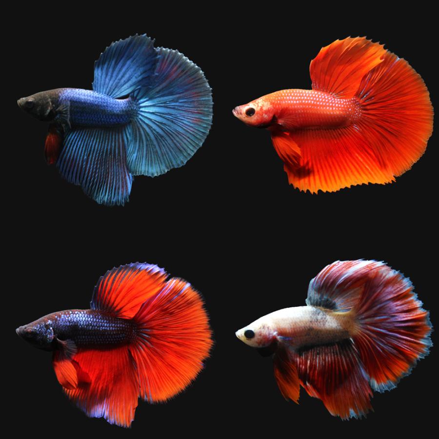 誕生日 お祝い 熱帯魚 ベタ 九州 色指定なし １匹 オス 北海道 沖縄航空便