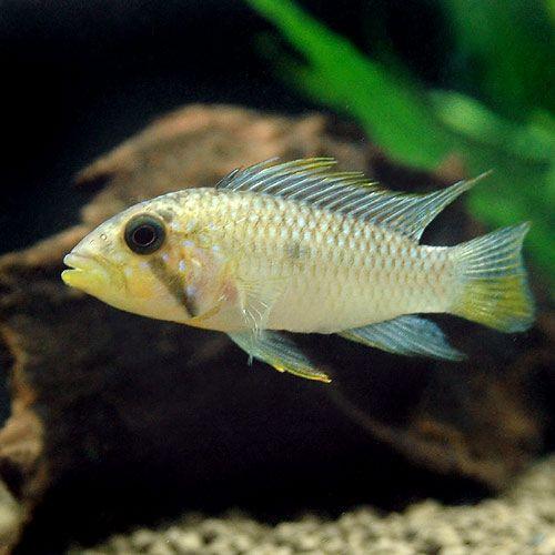 （熱帯魚）アピストグラマｓｐ．マウスブルーダー（ワイルド）（１ペア）　北海道・九州航空便要保温 | チャーム（ペット）