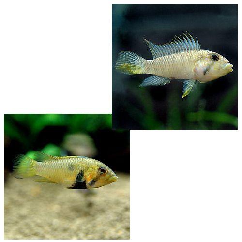 （熱帯魚）アピストグラマｓｐ．マウスブルーダー（ワイルド）（１ペア）　北海道・九州航空便要保温 | チャーム（ペット） | 01