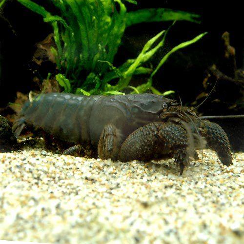 （エビ）アフリカンロック・シュリンプ　（ＬＬサイズ）（１匹）　北海道・九州航空便要保温 | 