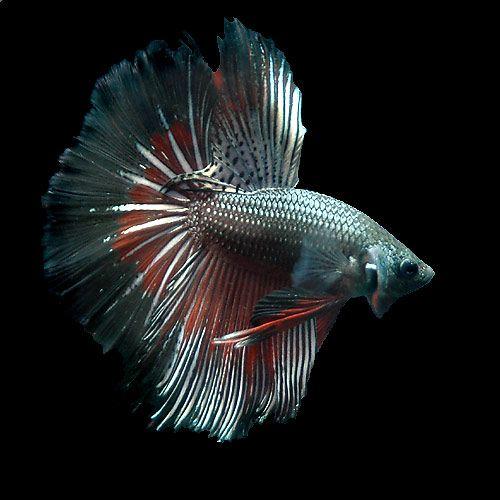 熱帯魚）ベタ・スーパーデルタテール レッドオーキッド オス（1匹