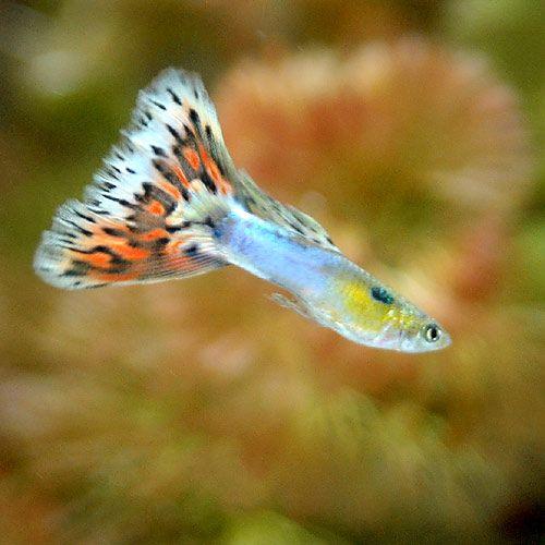 熱帯魚 プラチナアクアマリンモザイク グッピー 国産グッピー １ペア 北海道 九州 沖縄航空便要保温 Sale 70 Off