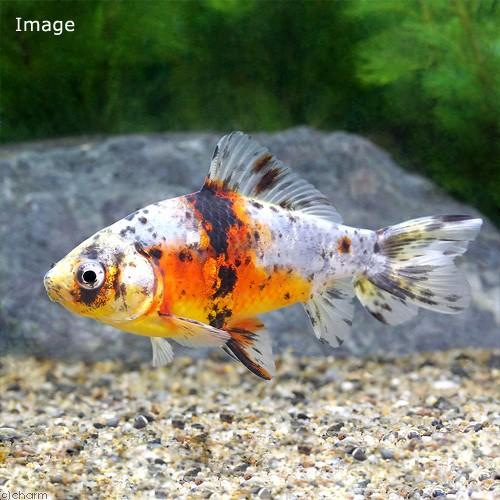 チャーム（charm） （国産金魚）キャリコ和金 三つ尾〜四つ尾（1匹