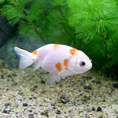 国産金魚)桜錦(1匹) 金魚 国産金魚)桜錦(1匹) 金魚
