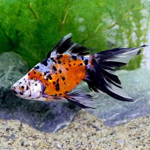 国産金魚 人気急上昇 オーロラ １匹 志村養魚場産