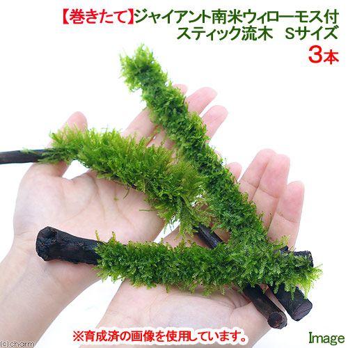 チャーム（charm） （水草）巻きたて ジャイアント南米ウィローモス