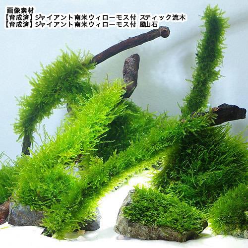 チャーム（charm） （水草）巻きたて ジャイアント南米ウィローモス