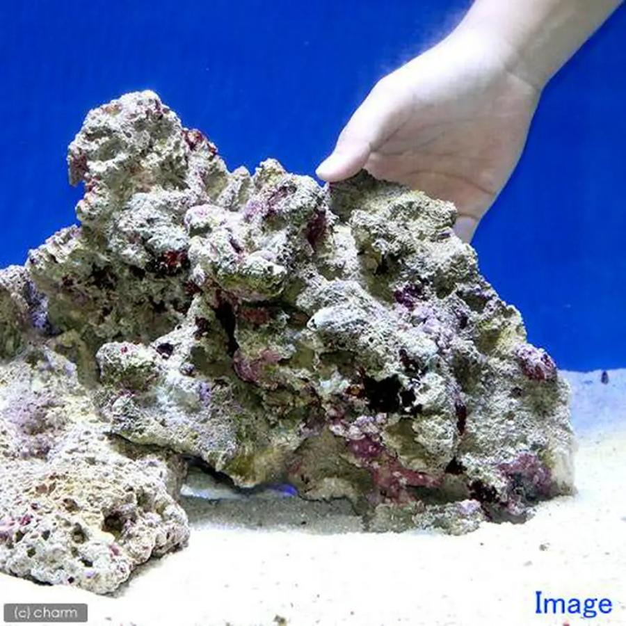 （海水魚）Ｂグレードライブロック　Ｍ−Ｌサイズミックス（５ｋｇ）（形状お任せ）　北海道・九州航空便要保温 | チャーム（ペット） | 04