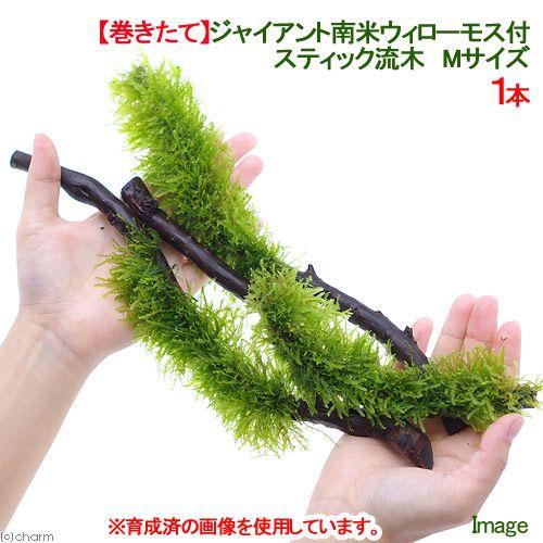 チャーム（charm） （水草）巻きたて ジャイアント南米ウィローモス