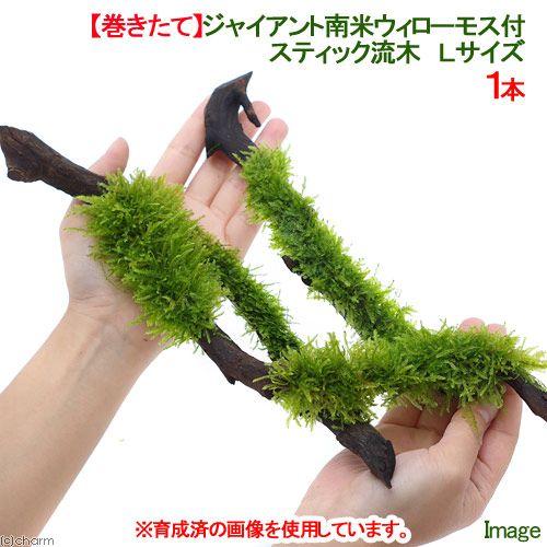 チャーム（charm） （水草）巻きたて ジャイアント南米ウィローモス