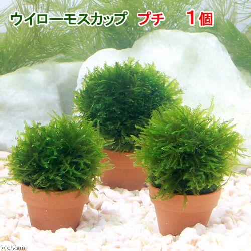 水草 育成済 ウィローモス カッププチ 無農薬 １個