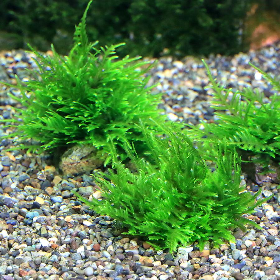 激安 超特価 水草 育成済 ジャイアント南米ウィローモス 風山石小粒 水中葉 無農薬 ５粒 Aynaelda Com