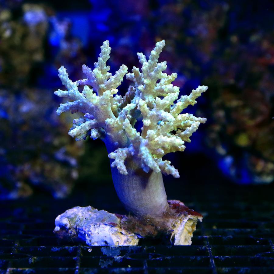 （サンゴ）沖縄産　ヤワタコアシカタトサカｓｐ．　ライトグリーン　Ｓサイズ（１個）