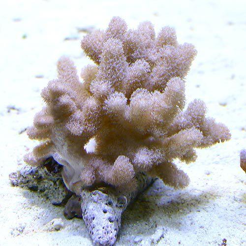 チャーム（charm） （サンゴ）沖縄産 コルトコーラル Sサイズ（1個