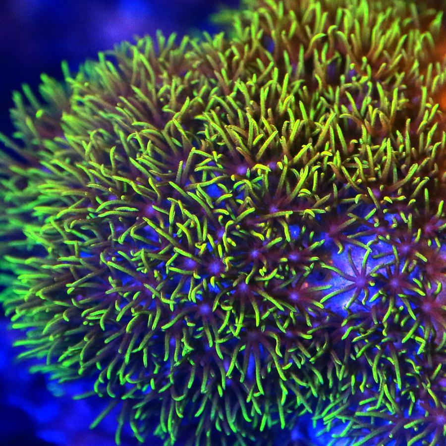 チャーム（charm） （サンゴ）沖縄産 スターポリプ グリーン Sサイズ