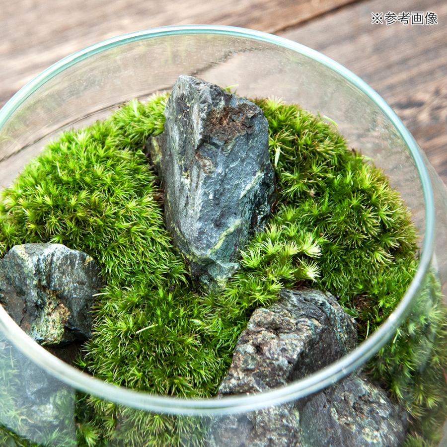 観葉植物 ｇｅｘ グラスアクアリウム ドロップ 風山石 レイアウト完成品 １個 本州四国限定 チャーム Charm Paypayモール店 通販 Paypayモール