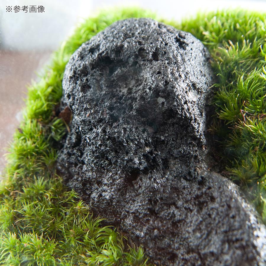 21特集 観葉植物 苔 テラ向け ヤマゴケ付溶岩石 ｓサイズ 約８ １０ｃｍ １個