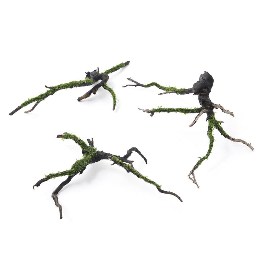 水草 巻きたて モス付き枝状流木 ウィローモスｓｐ ｍサイズ 約２０ｃｍ