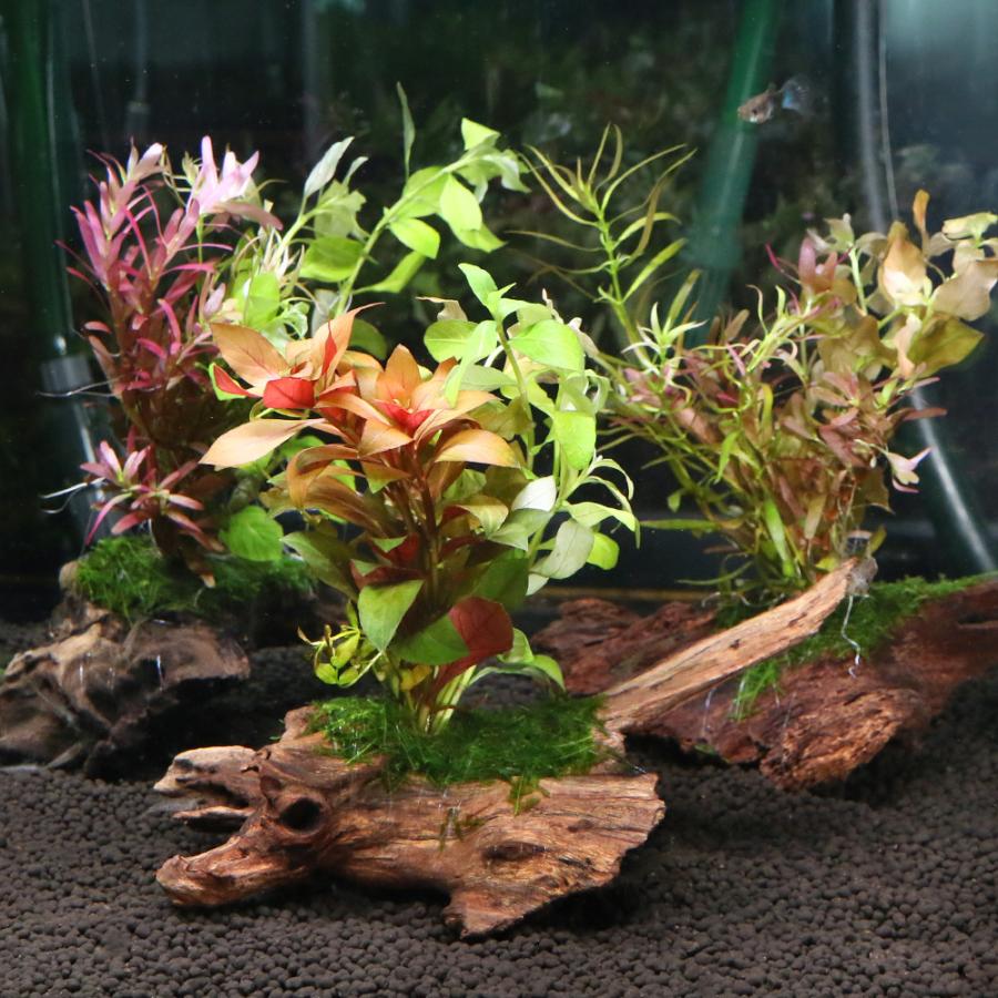 WEB限定カラー 水草 流木 ザ ボンサイ ver.おまかせモス 有茎草 半水中葉 ロタラグリーン 約10〜15cm 20本 水中葉 完全無農薬
