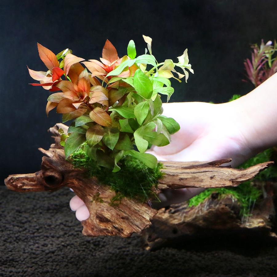 超定番 約15cm Sサイズ 水草 水上葉 ボンサイ 1本 無農薬 流木 ザ 超定番 約15cm Sサイズ 水草 水上葉 ボンサイ 1本 無農薬 流木 ザ