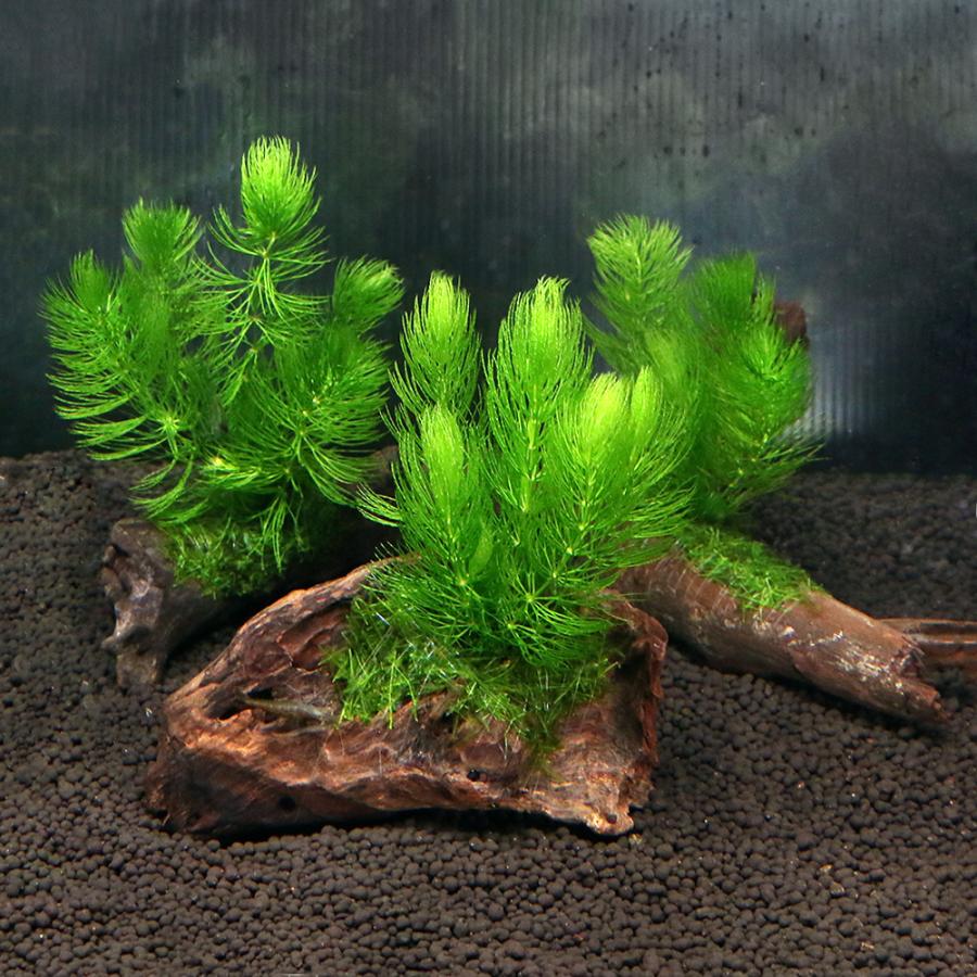 チャーム（charm） （水草）流木 ザ ボンサイ ver．おまかせモス