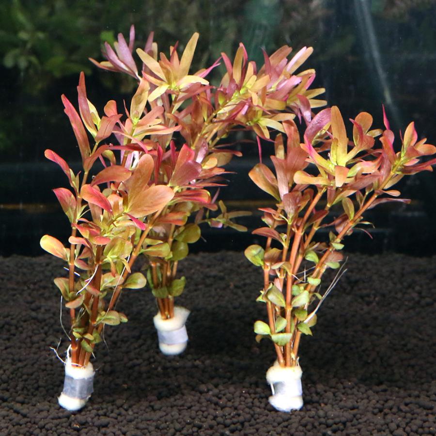 495円 正規品 水草 半水中葉 ロタラ ロトンディフォリア レディッシュ 鉛巻き 無農薬 ２個