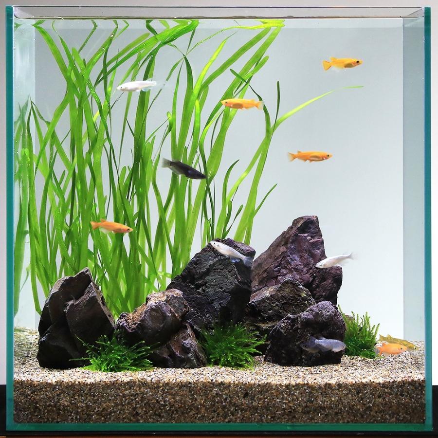 水草アクアリウムボトルスタンド付き！生体白メダカ一匹ヒーター不可で