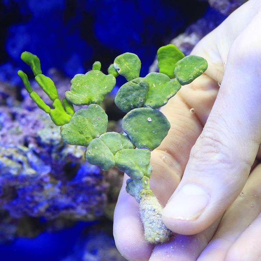 チャーム（charm） （海水魚）海藻 ヒロハサボテングサ（1株