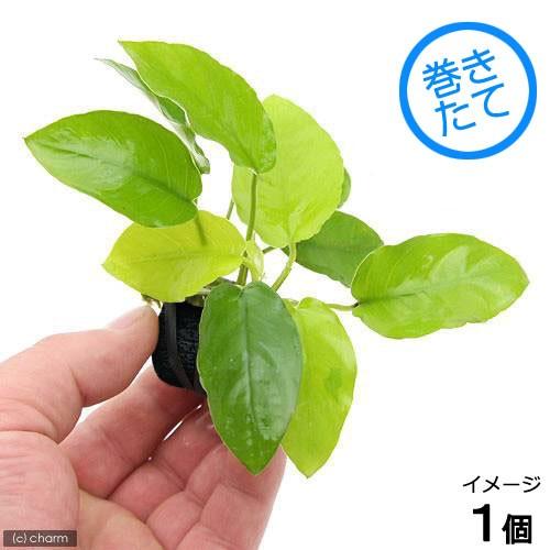 水草 マルチリングブラック 黒 アヌビアスナナ ゴールデン １個 Tkdcenteronline Com