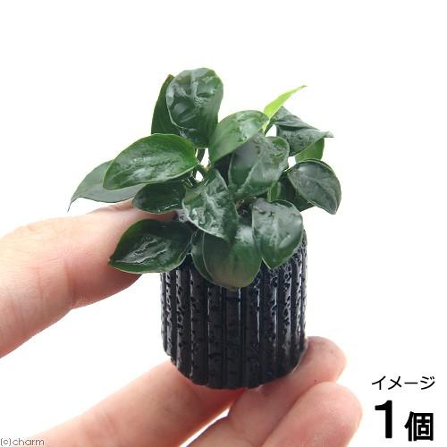 店 水草 ナナ プチ マルチリングブラック 黒 １個 特価品コーナー