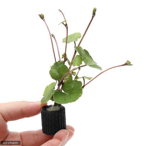 水草 マルチリングブラック 送料無料限定セール中 黒 アマゾンチドメグサ 水中葉 無農薬 ３個