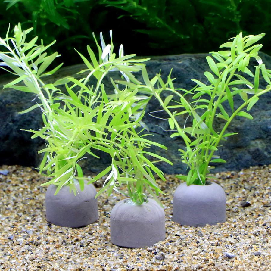 水草)マルチリングブラック(黒)グリーンロタラ(水中葉)(無農薬)(1個) :471185:チャーム charm ヤフー店 通販 ロタラグリーン 約10〜15cm 20本 水中葉 完全無農薬
