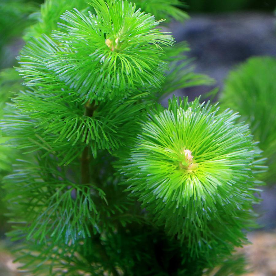 （水草）メダカ・金魚藻　ゼオライトリング（グレー）カボンバ（１個）｜chanet｜02