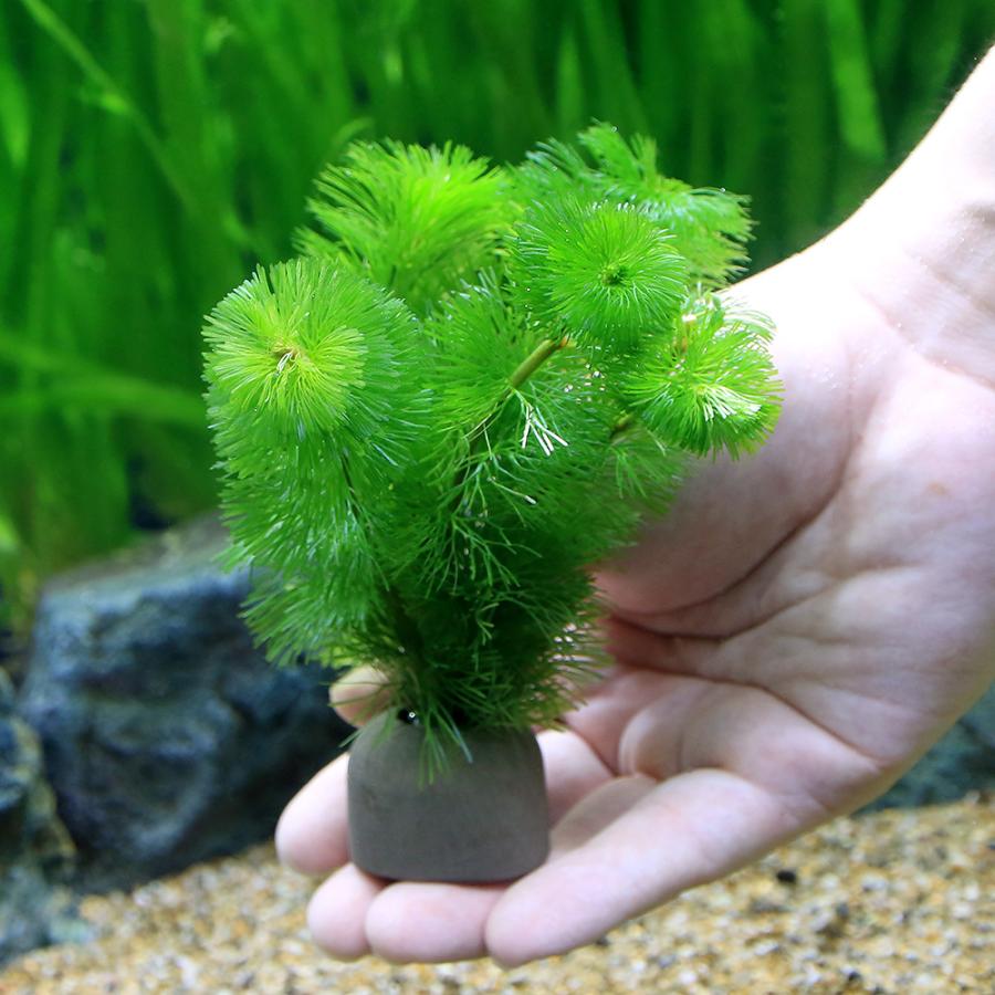 （水草）メダカ・金魚藻　ゼオライトリング（グレー）カボンバ（１個）｜chanet｜03