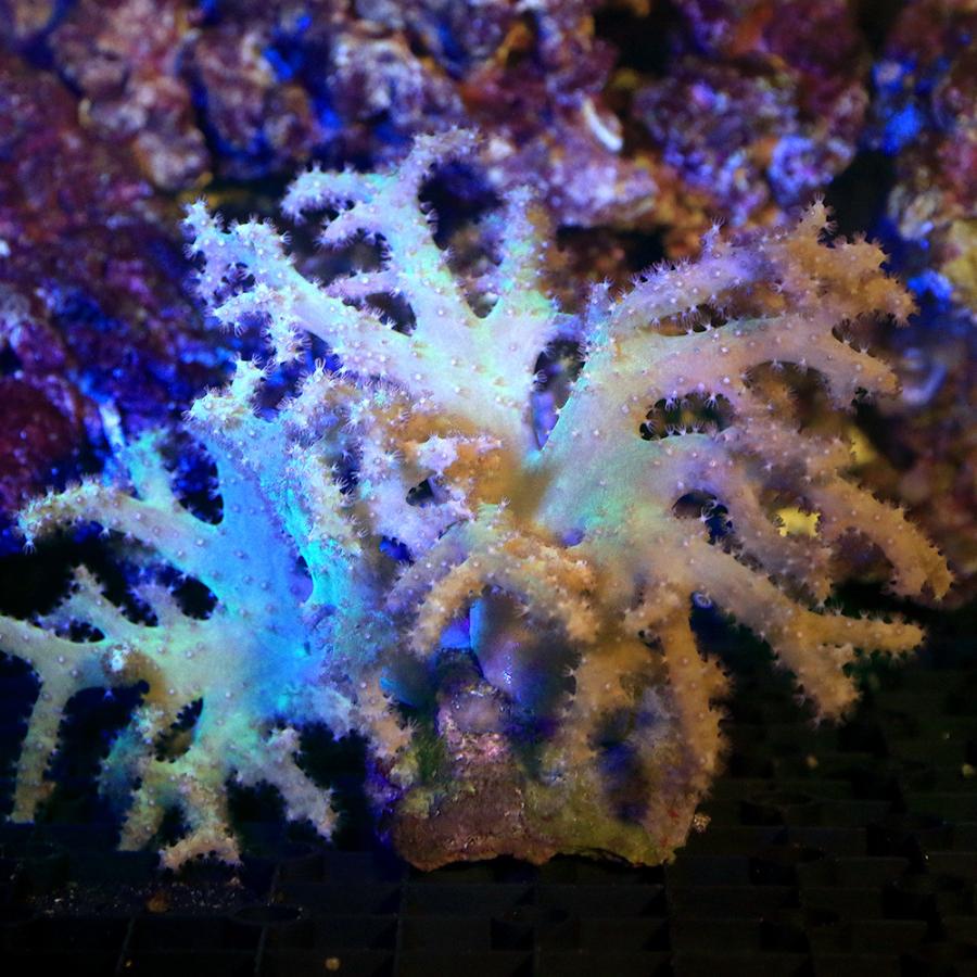 （サンゴ）沖縄産　ナグラカタトサカ　ライトグリーン　Ｍサイズ（１個）　ｙ&minus;94　北海道・九州航空便要保温