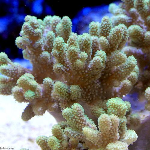 サンゴ）沖縄産 ナグラカタトサカ ライトグリーン Mサイズ（1個） y