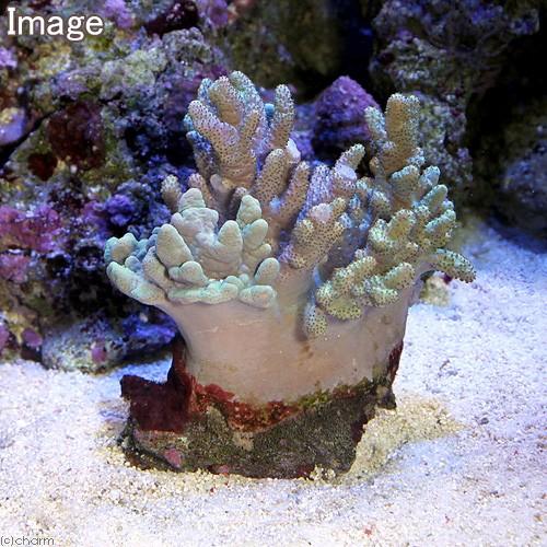 サンゴ）沖縄産 ナグラカタトサカ ライトグリーン Mサイズ（1個） y