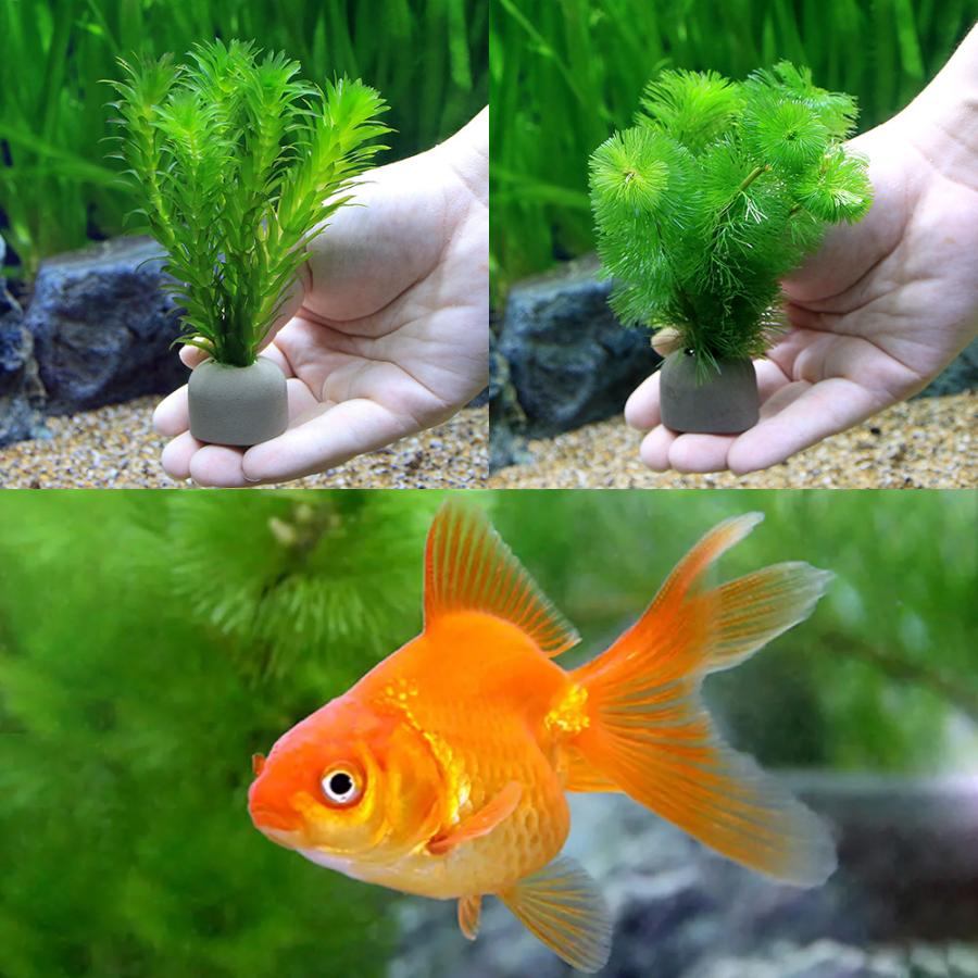 水草 マルチリングブラック 黒 メダカ 金魚藻セット 琉金 １匹 北海道航空便要保温 チャーム Charm ヤフー店 通販 Yahoo ショッピング