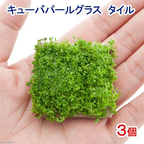 売り切り御免 水草 巻きたて キューバパールグラス タイル 水上葉 無農薬 ３個