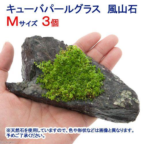 チャーム（charm） （水草）巻きたて キューバパールグラス 風山石 M