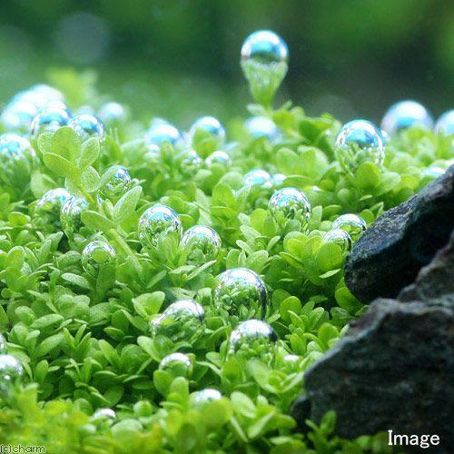 チャーム（charm） （水草）巻きたて キューバパールグラス 風山石 M