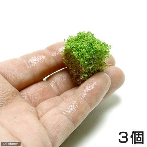 使い勝手の良い 水草 キューバパールグラス 水上葉 キューブタイプｓサイズ 約２ｃｍ 無農薬 ３個