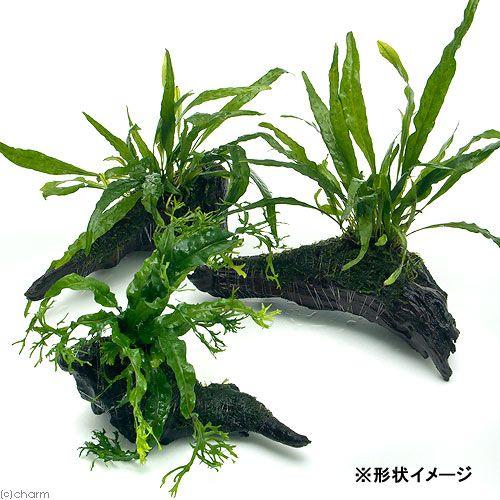 チャーム（charm） （水草）おまかせミクロソリウム＆ウィローモス付