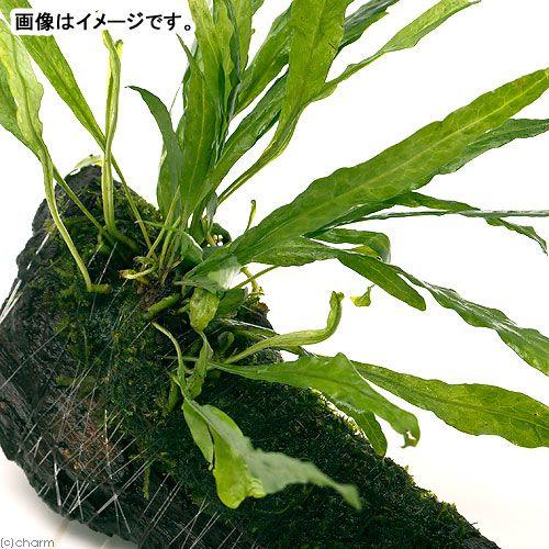 チャーム（charm） （水草）おまかせミクロソリウム＆ウィローモス付