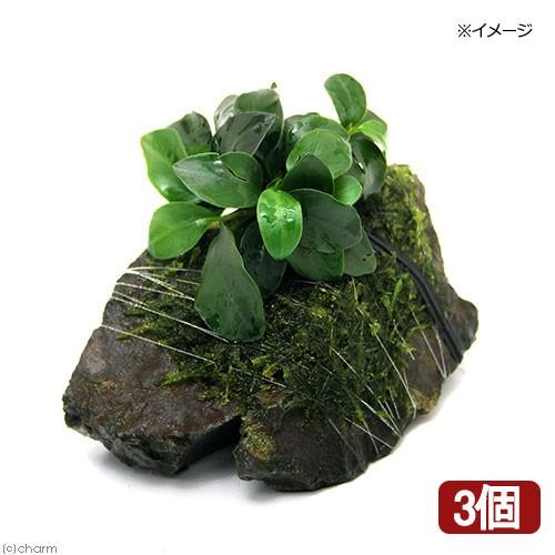 チャーム（charm） （水草）アヌビアスナナ プチ＆ウィローモス 風山石