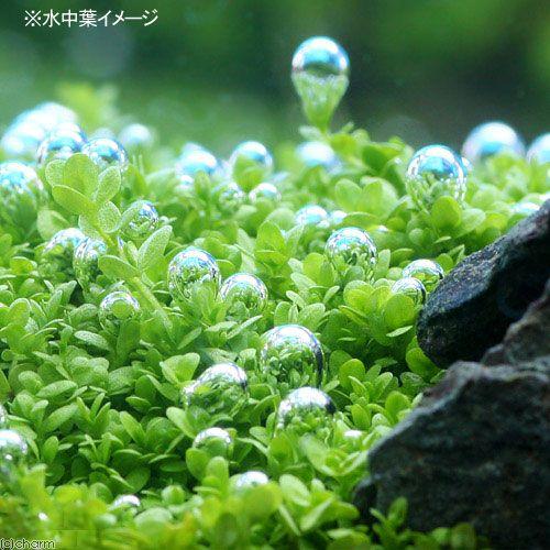 チャーム（charm） （水草）キューバパールグラス プチ素焼き（水上葉