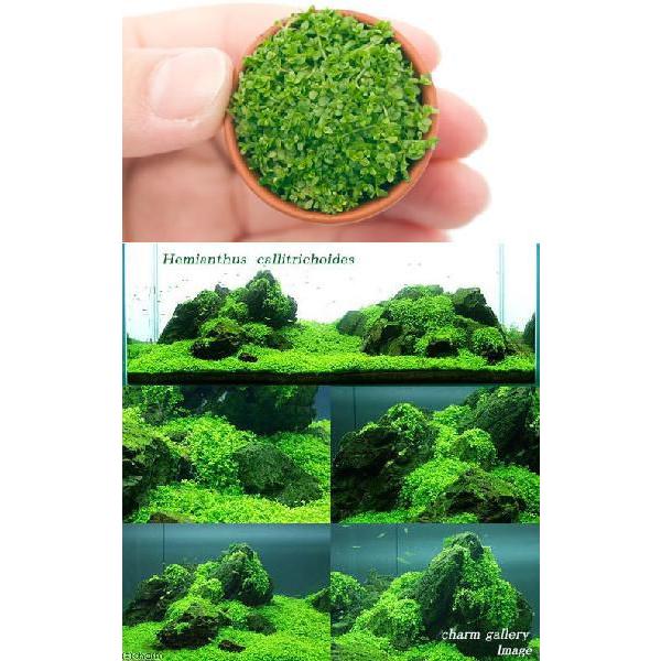 高品質 水草 キューバパールグラス 水上葉 ミニ素焼き 無農薬 ３ポット分 ショップ